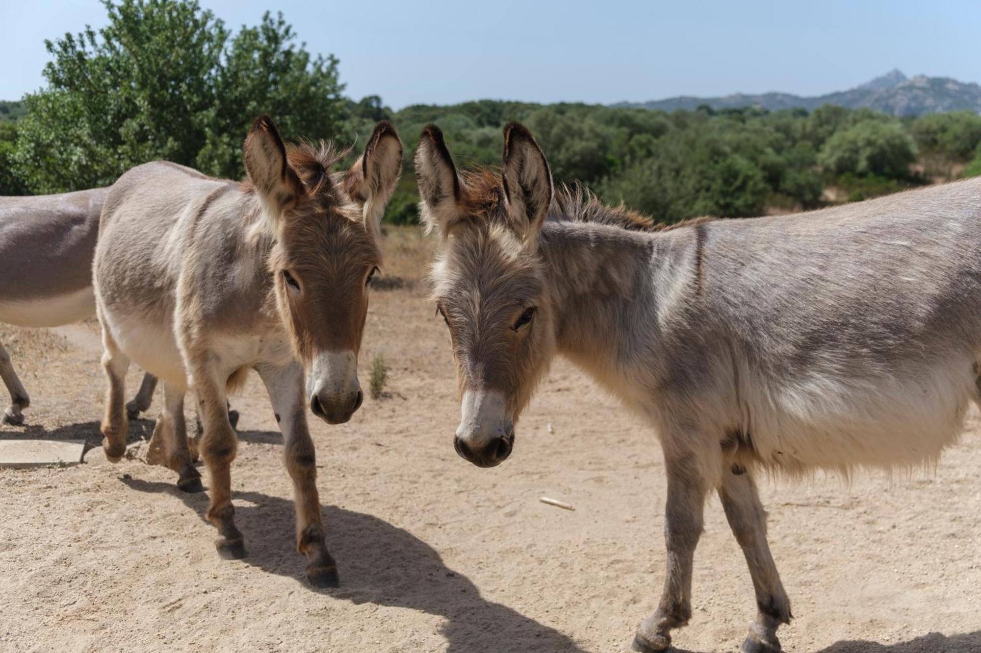 B&B Terra E Smeralda Arzachena Dış mekan fotoğraf